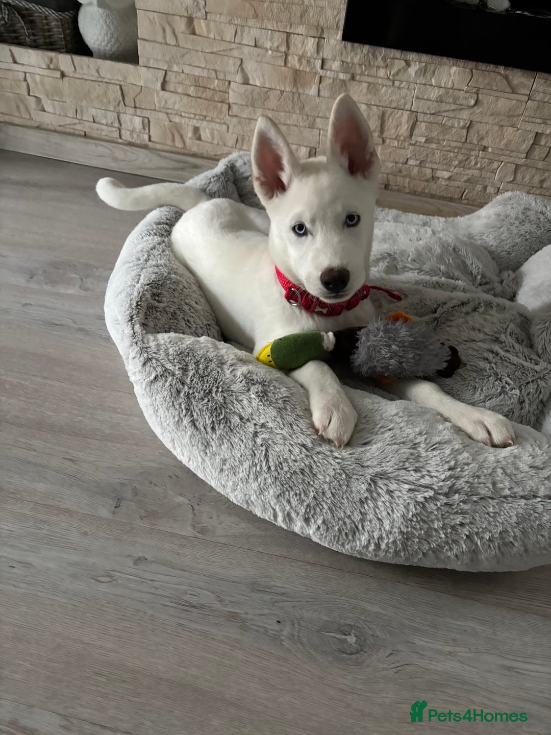 Siberian Husky dogs for sale: Beautiful blue eyed Siberian husky  - Image 1