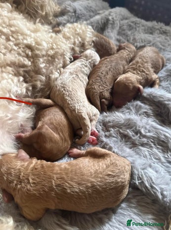 Toy Poodle dogs - Advert 6