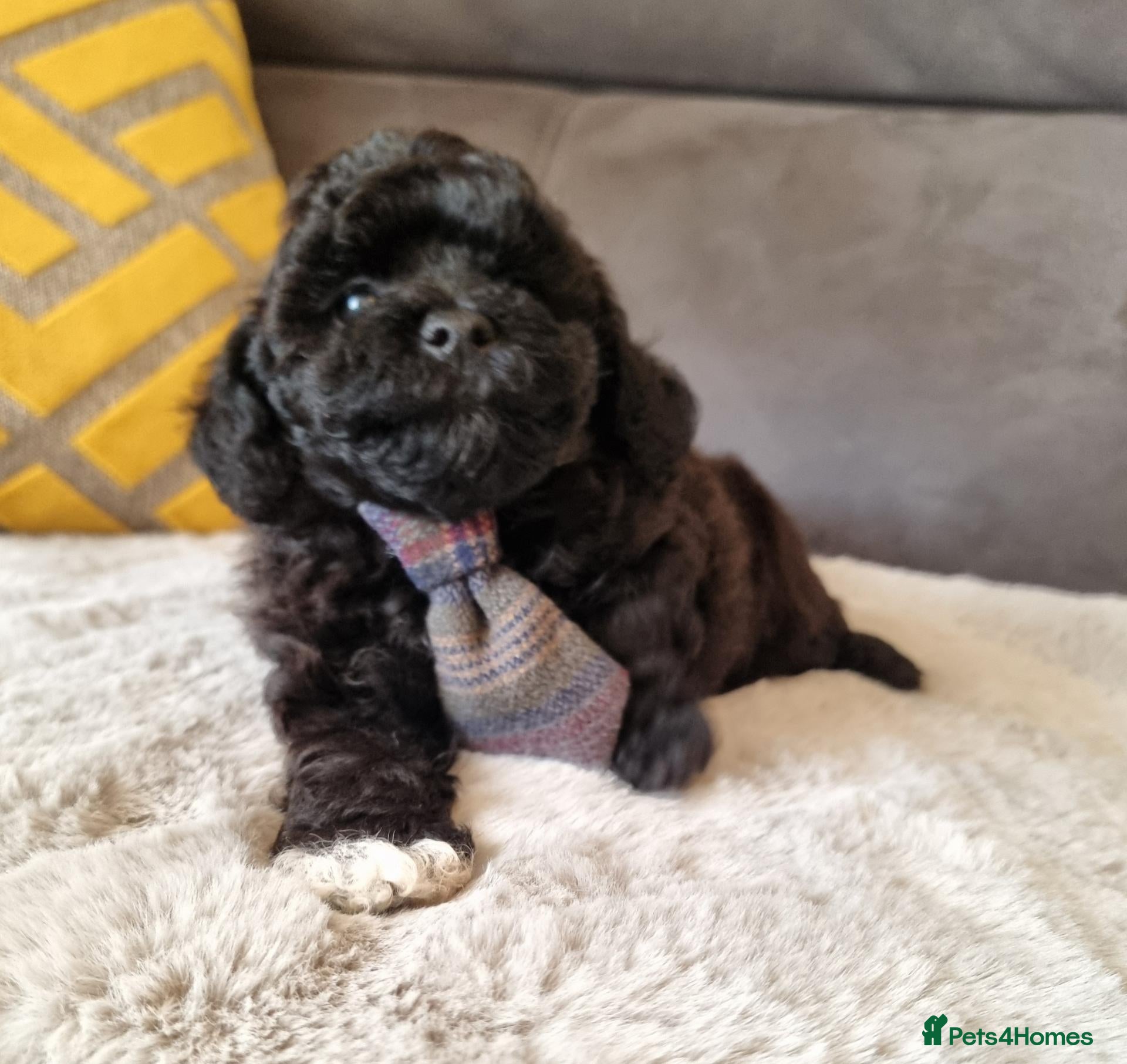 Shihpoo dogs Gorgeous Little Shihpoo Pups sold Fully Vaccinated - Advert 1