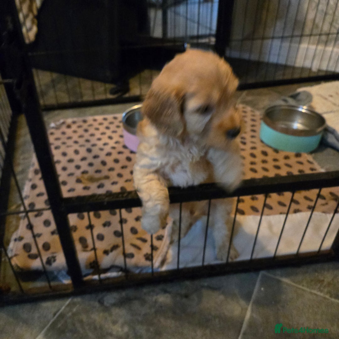 Cockapoo dogs for sale: Fb1 cockapoo  - Image 7