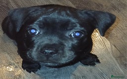 Staffordshire Bull Terrier dogs for sale:  KC Staffordshire Bull terriers - Image 28