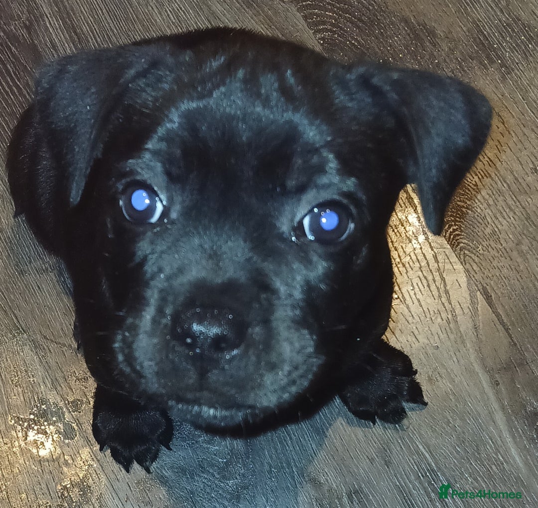 Staffordshire Bull Terrier dogs for sale:  KC Staffordshire Bull terriers - Image 28