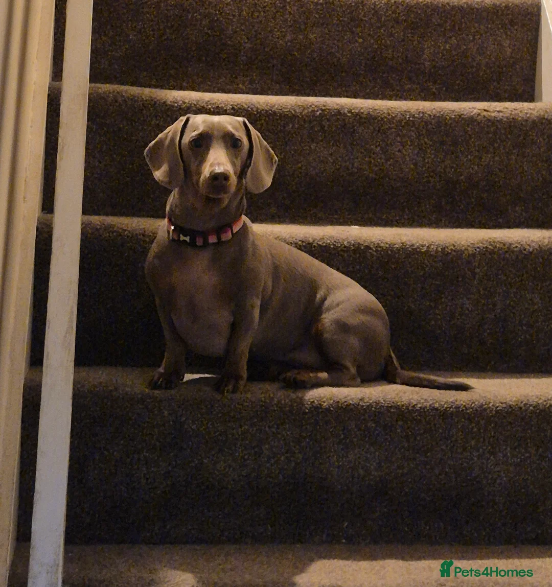 Dachshund dogs for sale: RE-HOMING - Advert 2