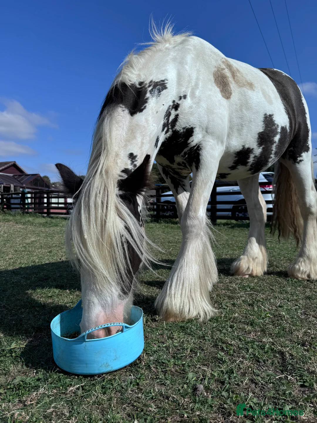 Irish Cob horses for sale: ***PROJECT COB FOR SALE*** - Advert 5