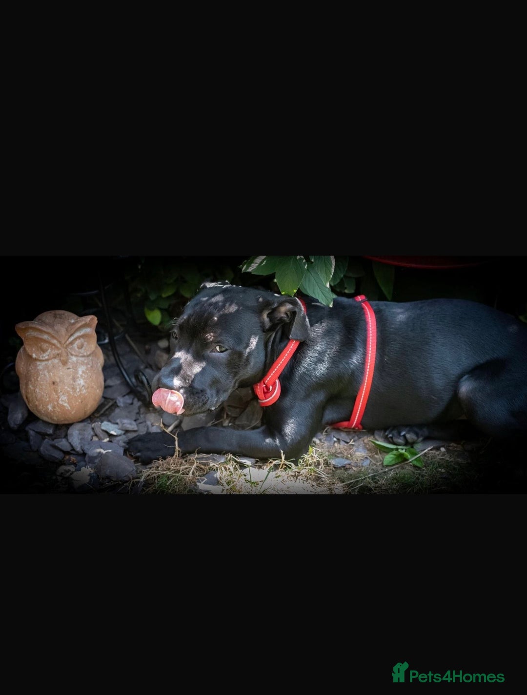 Staffordshire Bull Terrier dogs for sale: Staffordshire Bull Terrier For sale - Advert 3