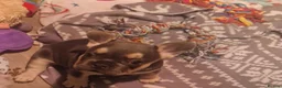 French Bulldog dogs for sale: 2 stunning fluffy carrier frenchbulldog puppys - Advert 8