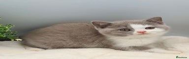British Shorthair lilac bi colour 8