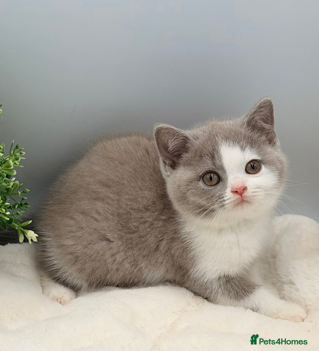 British Shorthair cats for sale: PEDIGREE REGISTERED CHUNKY BRITISH SHORTHAIRS  - Advert 22