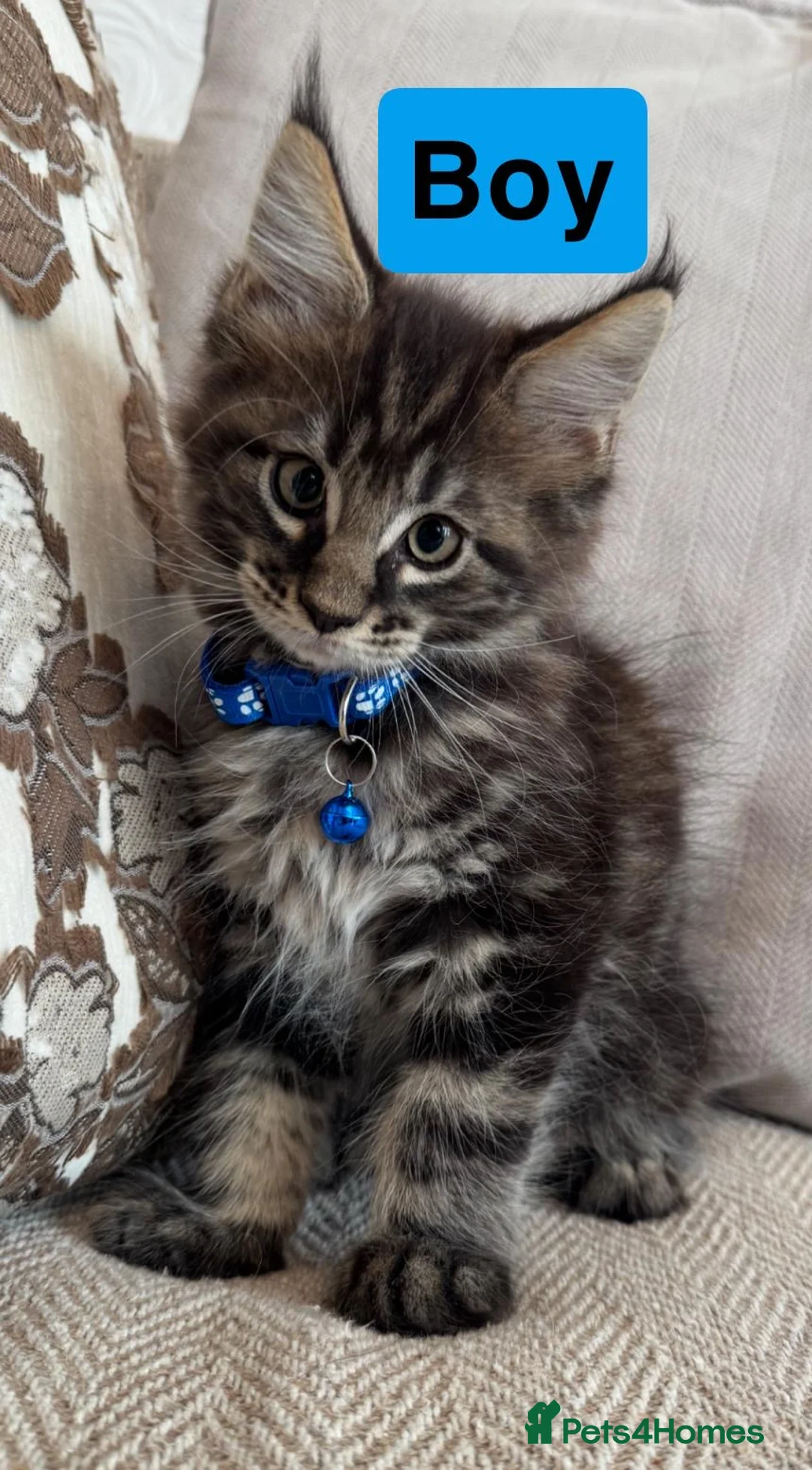 Maine Coon cats for sale: Pure Maincoon kittens in Birmingham - Advert 2