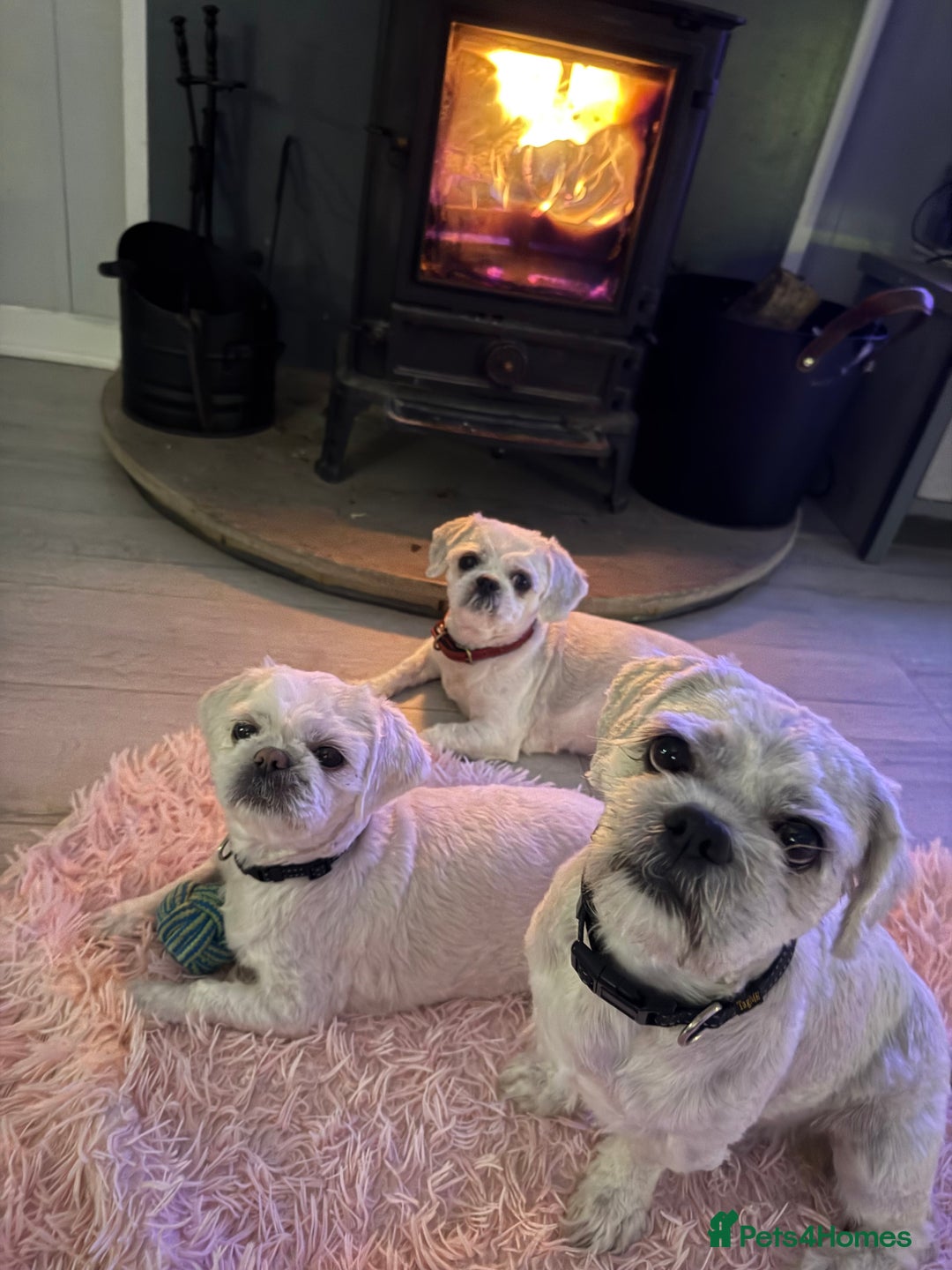 Lhasa Apso dogs for stud: ❤️JORGIE,LHASA APSO STUD❤️ - Advert 10