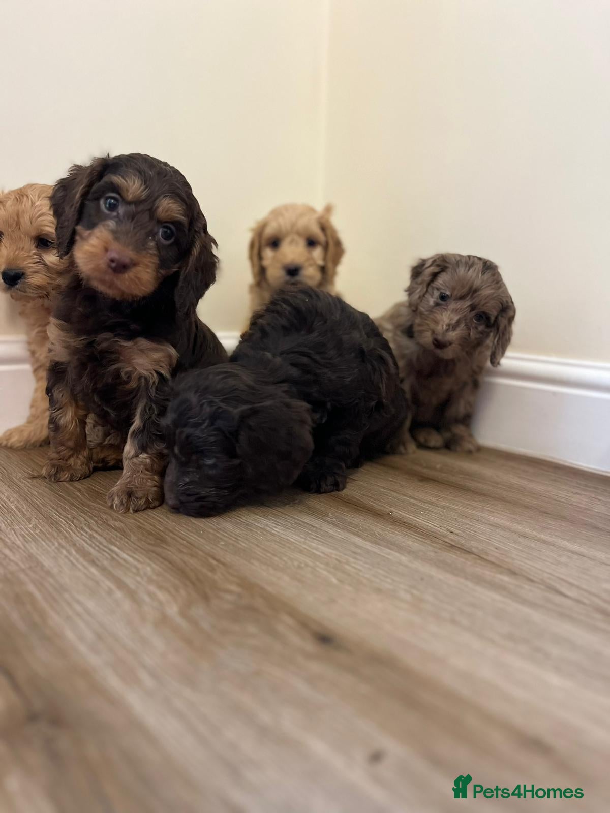 Cockapoo dogs F1 cockapoo puppies  in Bishop Auckland - Advert 2