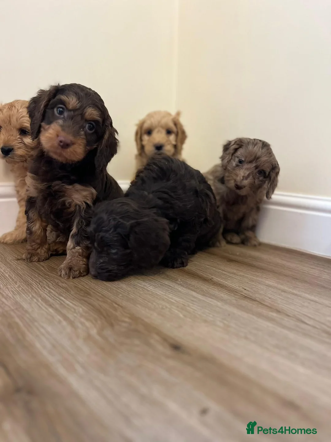 Cockapoo dogs for sale: F1 cockapoo puppies  in Bishop Auckland - Advert 1