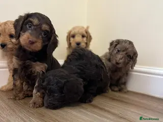 Cockapoo dogs F1 cockapoo puppies in Bishop Auckland - Advert 2