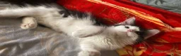 Mixed Breed cats for sale: 4 beautiful kittens= 1 female left - Advert 5