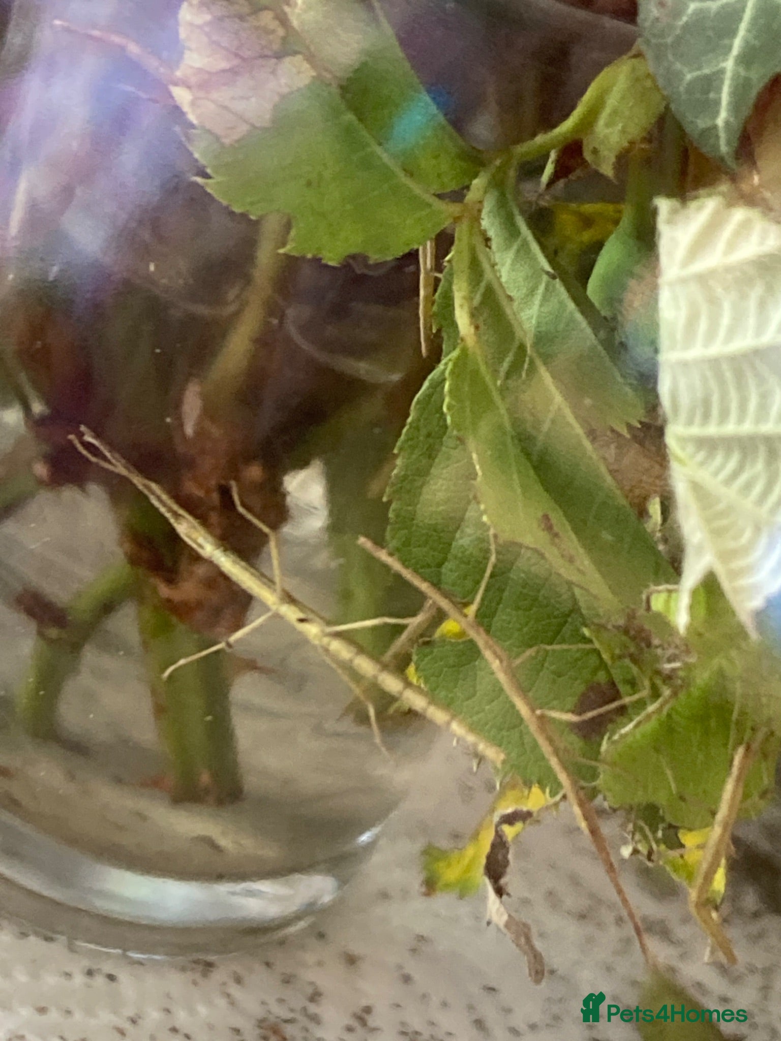 Stick Insects invertebrates Indian stick insects nymphs - Advert 10