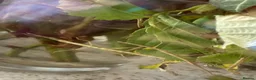 Stick Insects invertebrates for sale: Indian stick insects nymphs - Advert 1