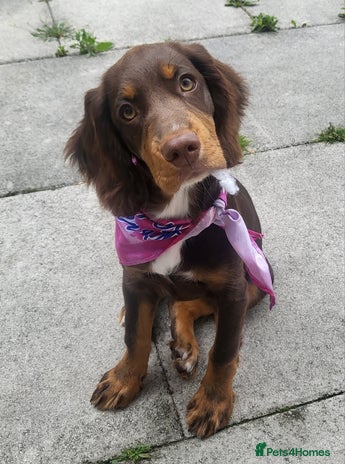 Cocker Spaniel dogs - Advert 4