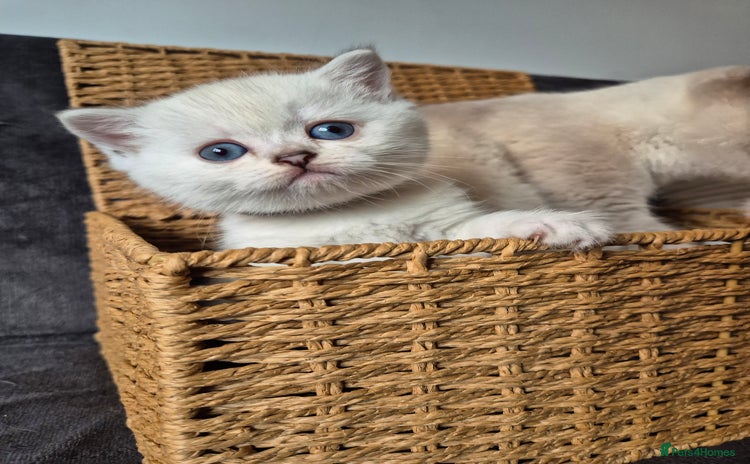 British Shorthair cats - Advert 9