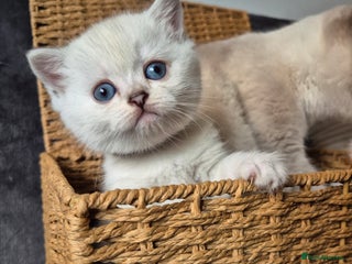 British Shorthair cats 🖤Friday Offer Available! Pedigree kittens - Advert 1