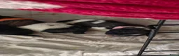 Shih Tzu dogs for sale: Shih Tzu puppies  - Advert 3