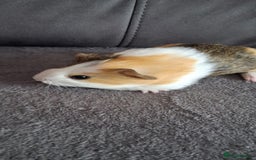 Guinea Pig rodents for sale: 3 girls 5 boys ready to leave - Image 16
