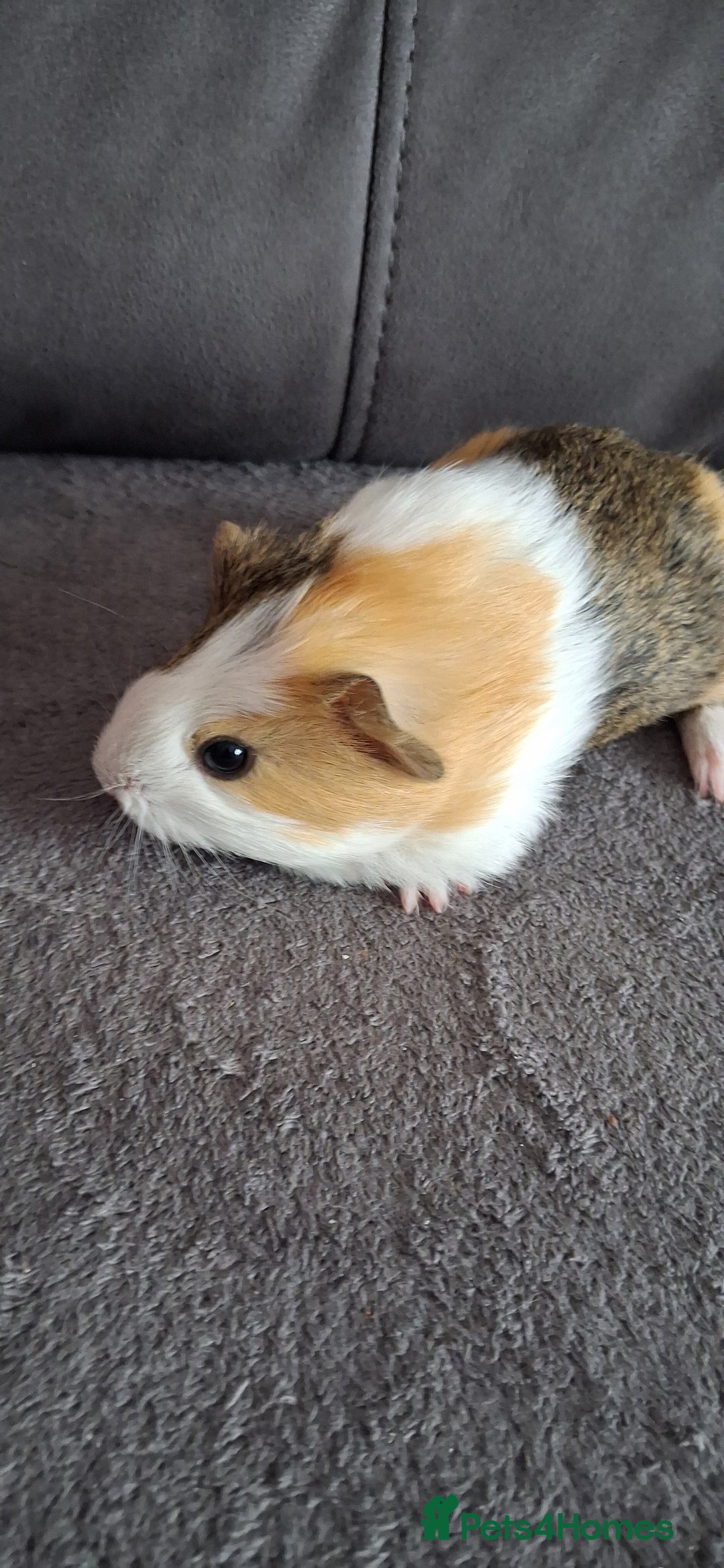 Guinea Pig rodents for sale: 3 girls 5 boys ready to leave - Image 16