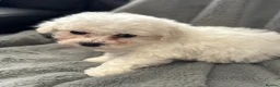 Bichon Frise dogs for sale: Pure Bichon Frise Puppies - Advert 2