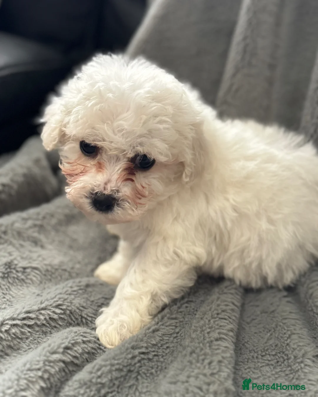 Bichon Frise dogs for sale: Pure Bichon Frise Puppies - Advert 2