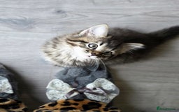 Ragdoll cats for sale: Beautiful Ragdoll x Norwegian forest cross kittens - Image 6