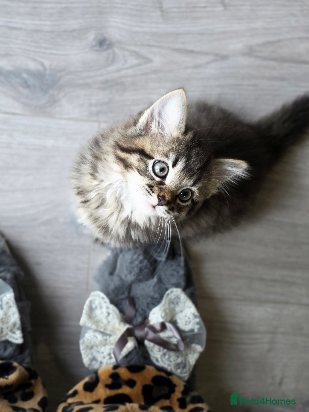 Ragdoll cats for sale: Beautiful Ragdoll x Norwegian forest cross kittens - Image 6