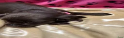 Cocker Spaniel dogs for sale: Chocolate merle and family - Advert 18