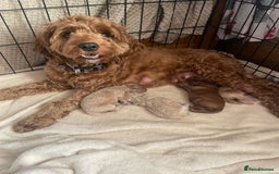 Cockapoo dogs for sale: Beautiful F2 Cockapoo Puppies PRA CLEAR  - Image 1