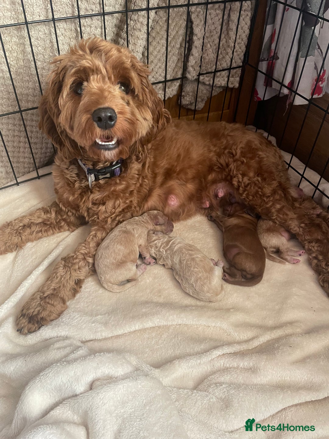 Cockapoo dogs for sale: Beautiful F2 Cockapoo Puppies PRA CLEAR  - Image 1
