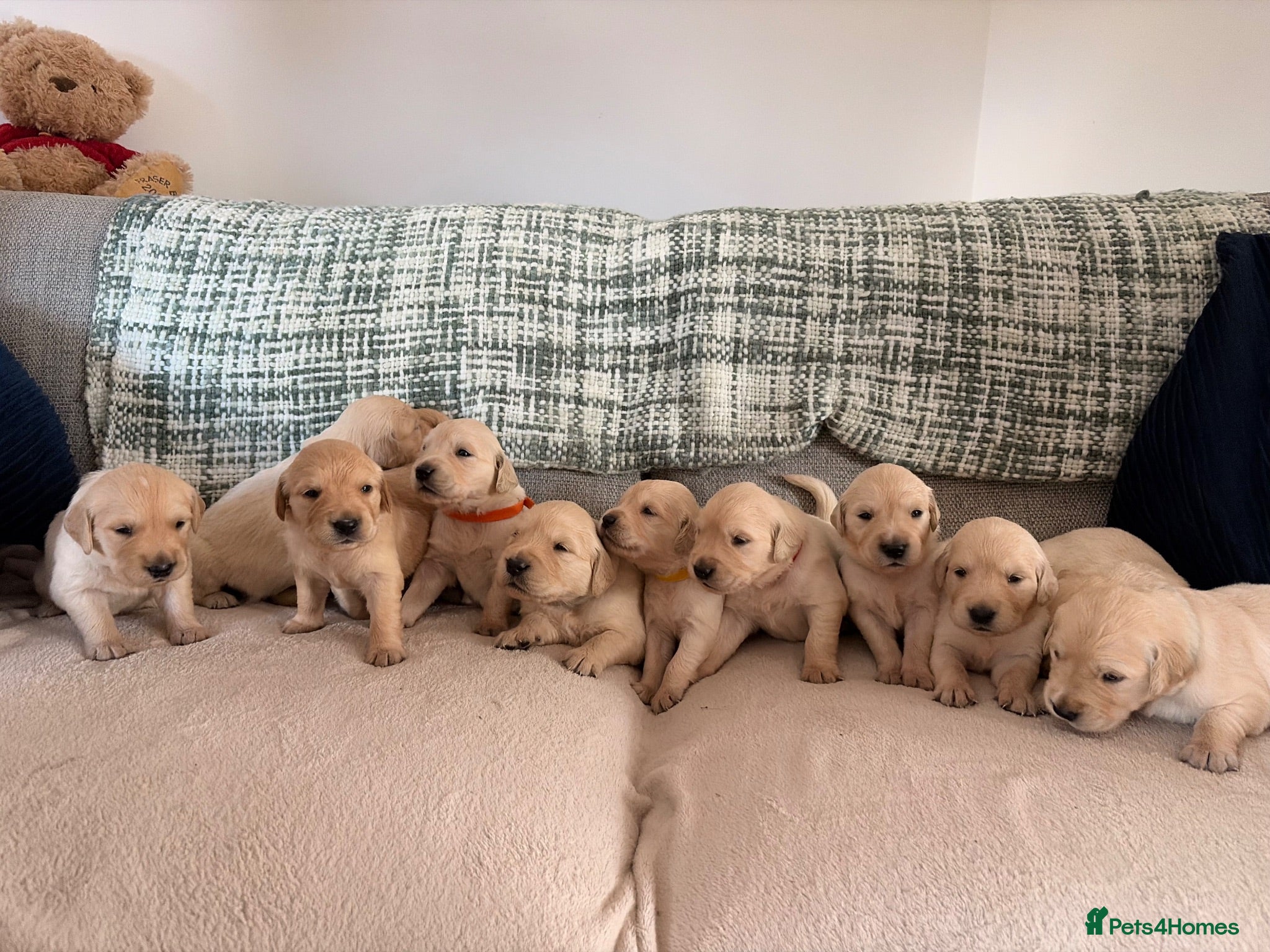 Golden Retriever dogs Golden Retriever Puppies - Advert 8