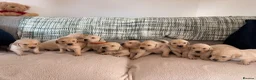 Golden Retriever dogs for sale: Golden Retriever Puppies in Carmarthen - Advert 1