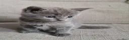 Scottish Fold cats for sale: Kittens everywhere! - Advert 3