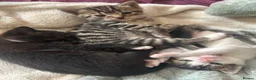 Mixed Breed cats for sale: 5 Kittens for Sale in Saint Helens - Advert 11