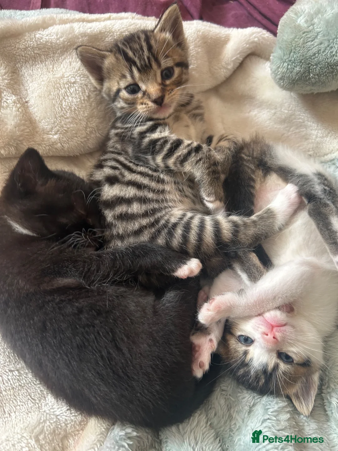 Mixed Breed cats for sale: 5 Kittens for Sale in Saint Helens - Advert 11