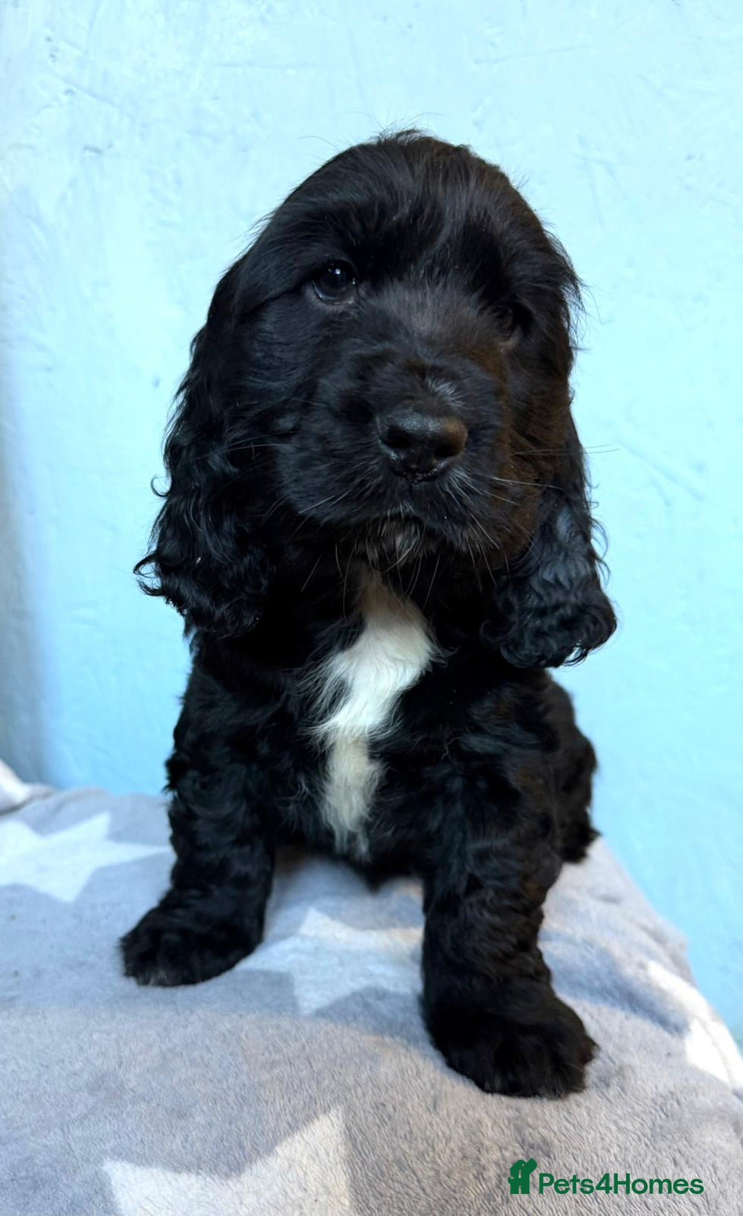 Cocker Spaniel dogs for sale: Show type Cocker Spaniel puppies  - Advert 16
