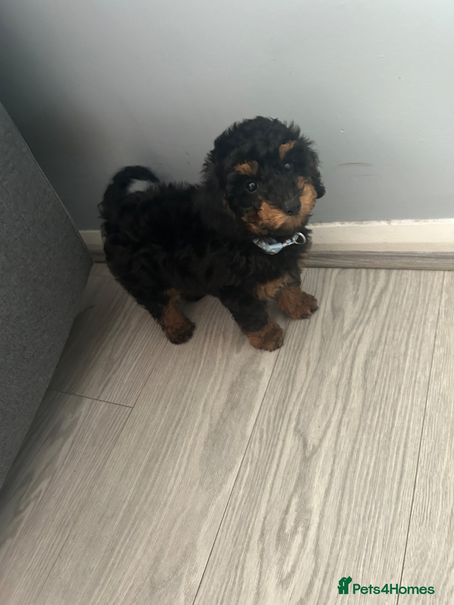 Toy Poodle dogs Kc Health Tested Phantom Toy Poodle - Advert 5