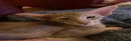Oriental cats for sale: Beautiful lilac Oriental Longhair tabby boys - Advert 5