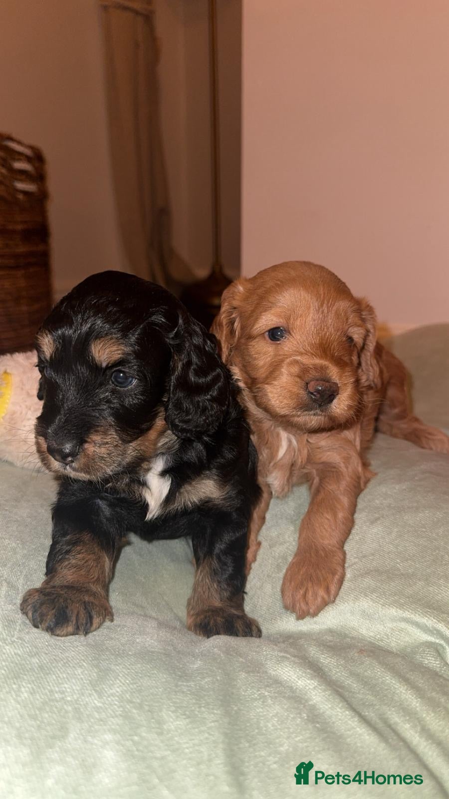 Mixed Breed dogs CHAMPION COCKAPOO - Advert 1