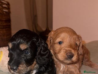 Mixed Breed dogs CHAMPION COCKAPOO - Advert 1