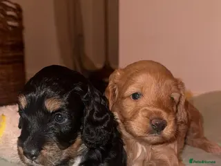 Mixed Breed dogs CHAMPION COCKAPOO - Advert 3