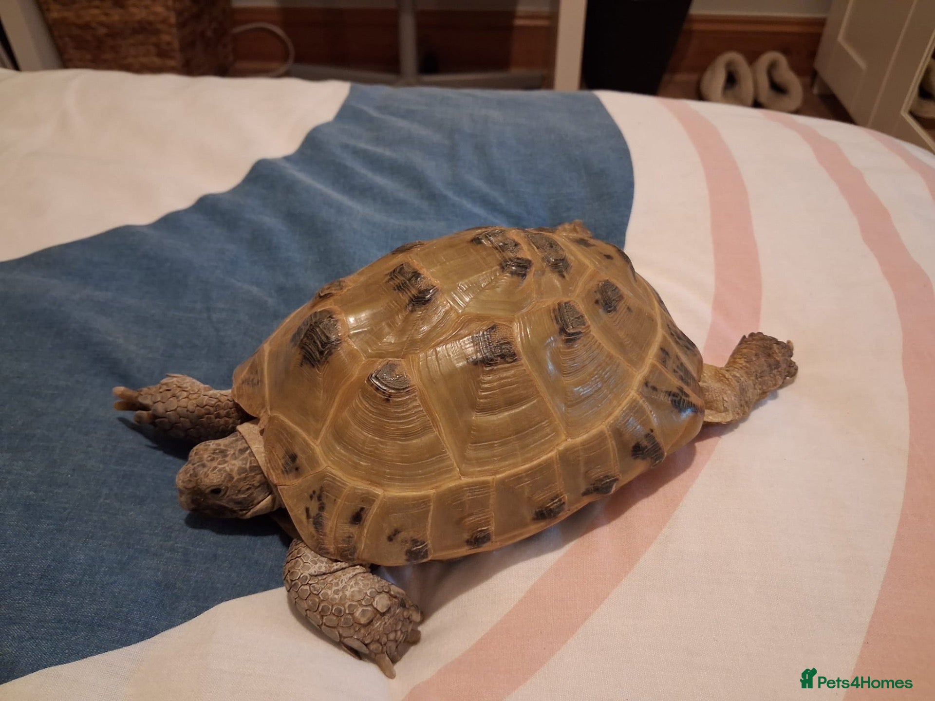Tortoise reptiles Tortoise for sale  - Advert 1