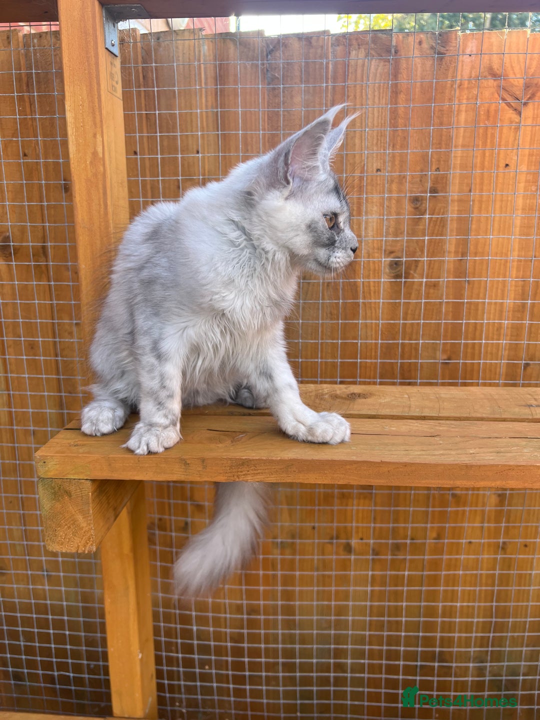 Maine Coon cats for sale: TICA Maine Coon girl female high black smoke  - Image 4