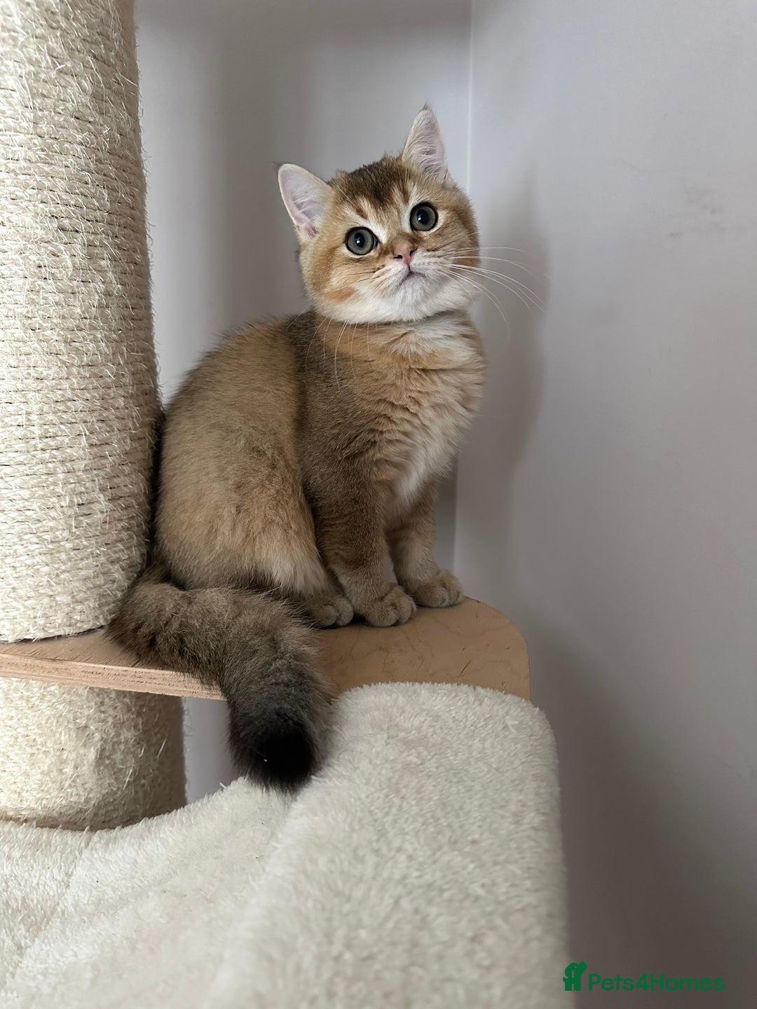 British Shorthair cats for sale: BSH Golden kittens  - Image 16