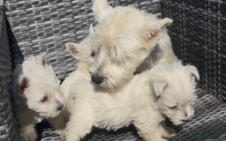 West Highland Terrier dogs for sale: Champion blood lines Westhighland terrier puppies  - Image 3