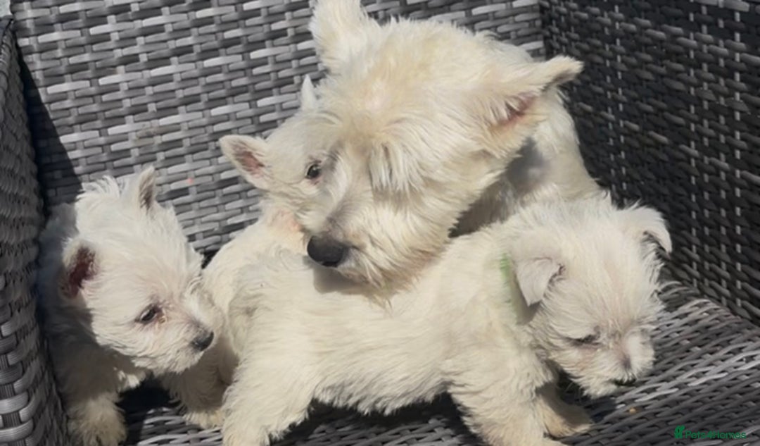 West Highland Terrier dogs for sale: Champion blood lines Westhighland terrier puppies  - Image 3