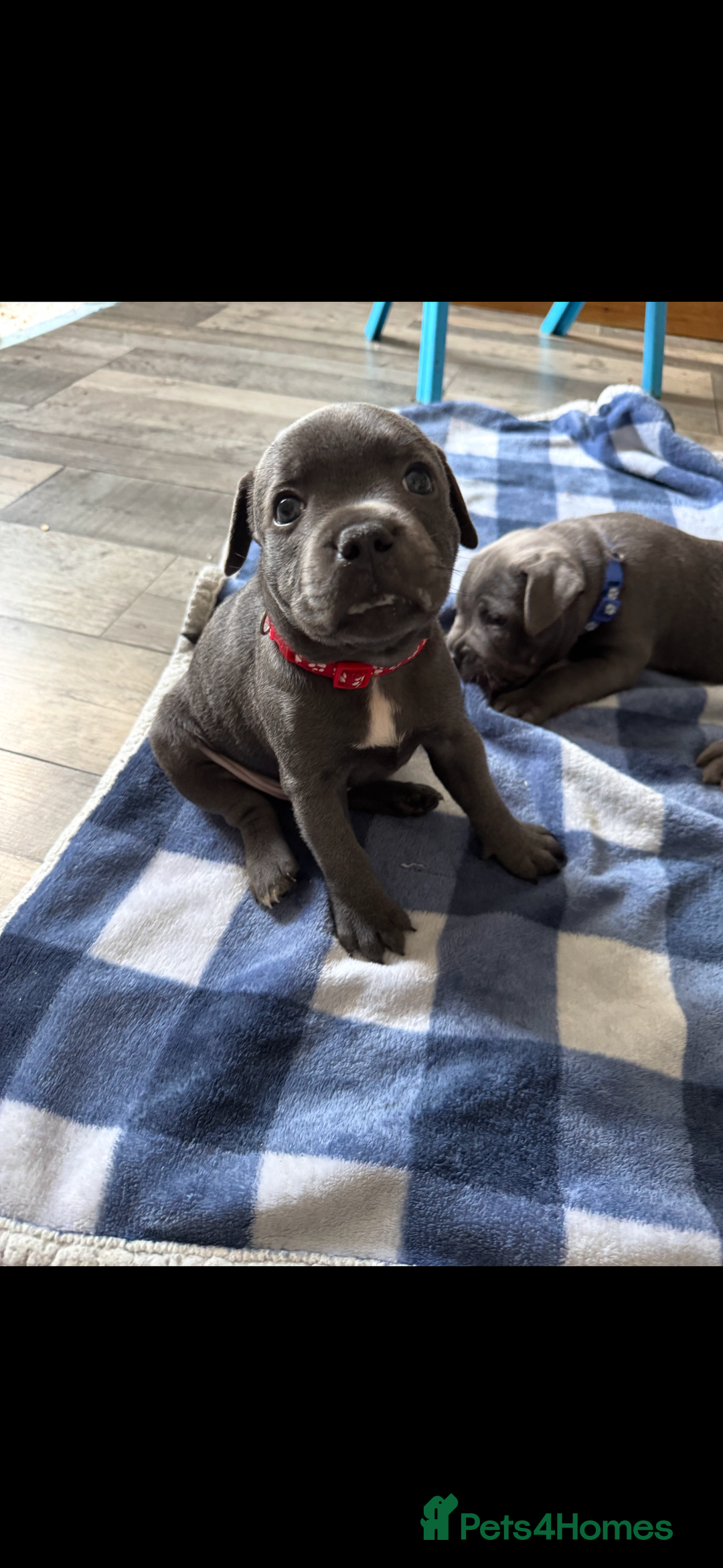 Staffordshire Bull Terrier dogs for stud: Blue Staffy For Stud proven KC  - Advert 10